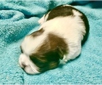 Small Photo #3 Shih Tzu Puppy For Sale in BUFORD, GA, USA
