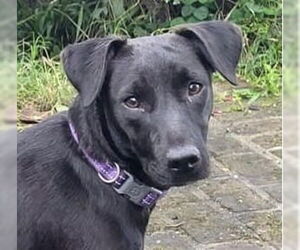 Labrador Retriever-Unknown Mix Dogs for adoption in Canton, CT, USA