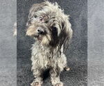Small #1 Maltese Mix