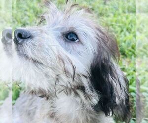 Aussiedoodle Miniature  Dogs for adoption in FRESNO, OH, USA