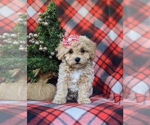 Bichpoo Puppy for sale in LEOLA, PA, USA
