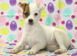 Jack Russell Terrier Puppy for sale in MOUNT JOY, PA, USA