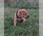 Small Photo #18 Cane Corso-Doberman Pinscher Mix Puppy For Sale in MODESTO, CA, USA