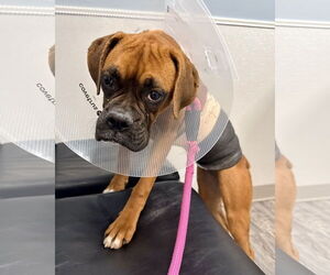 Boxer Dogs for adoption in Dumont, NJ, USA