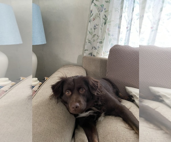 Medium Photo #1 F2 Aussiedoodle-Miniature Australian Shepherd Mix Puppy For Sale in ASHUELOT, NH, USA