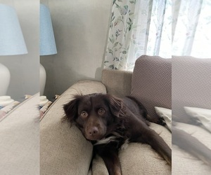 Mother of the F2 Aussiedoodle-Miniature Australian Shepherd Mix puppies born on 02/22/2026