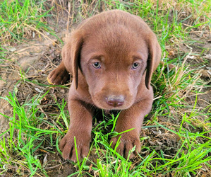 Labrador Retriever Puppy for sale in NOVI, MI, USA