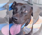 Small #2 Labrador Retriever Mix