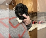 Small Photo #18 Golden Mountain Doodle  Puppy For Sale in REYNOLDSBURG, OH, USA