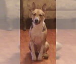 Small #2 German Shepherd Dog