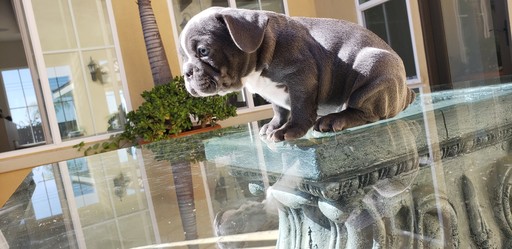 Medium Photo #5 French Bulldog Puppy For Sale in CHULA VISTA, CA, USA