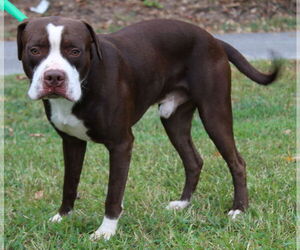 American Pit Bull Terrier Dogs for adoption in Prattville, AL, USA