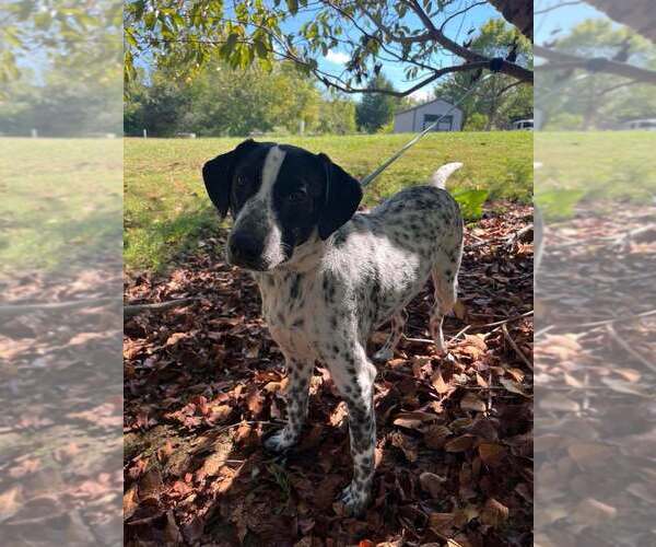 Medium Photo #3 Mutt Puppy For Sale in Candler, NC, USA