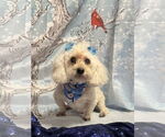 Small #1 Poodle (Toy)