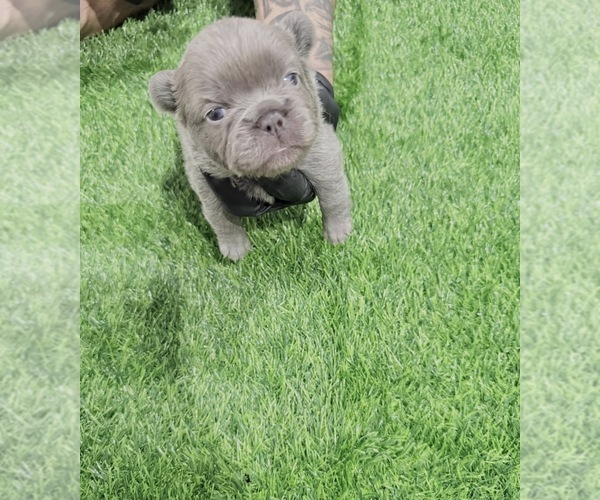 Medium Photo #7 French Bulldog Puppy For Sale in PORTSMOUTH, VA, USA