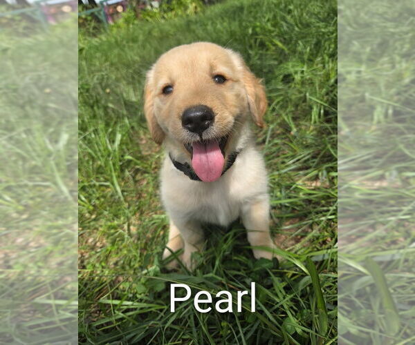 Medium Photo #17 Golden Retriever Puppy For Sale in PLANT CITY, FL, USA