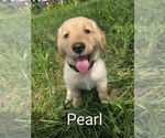 Small Photo #17 Golden Retriever Puppy For Sale in PLANT CITY, FL, USA