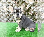 Small #1 French Bulldog