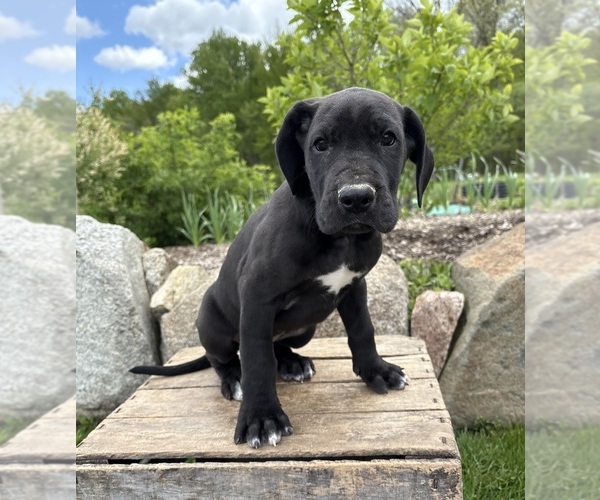 Medium Photo #3 Great Dane Puppy For Sale in MIDDLEBURY, IN, USA