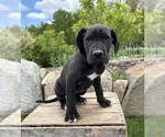 Small #2 Great Dane