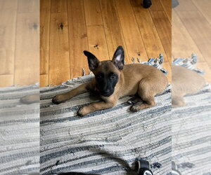 Font Litter - Geneva - Located in Georgia - Female Mutt Dog for Adoption - Photo #2