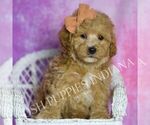 Small Photo #12 Maltipoo (Toy) Puppy For Sale in WARSAW, IN, USA