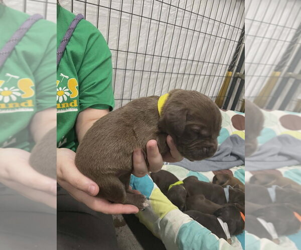 Medium Photo #1 Mutt Puppy For Sale in Evansville, IN, USA