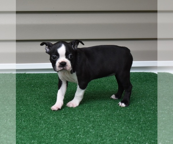 Medium Photo #3 Boston Terrier Puppy For Sale in MACON, GA, USA