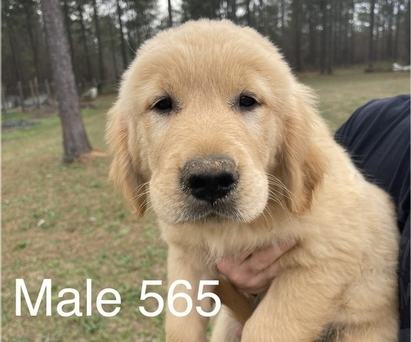 Medium Photo #1 Golden Retriever Puppy For Sale in FORT VALLEY, GA, USA