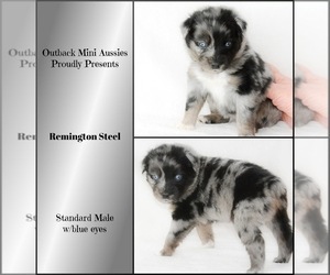 Australian Shepherd Puppy for sale in RANGER, TX, USA