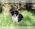Puppy Pigeon Australian Shepherd