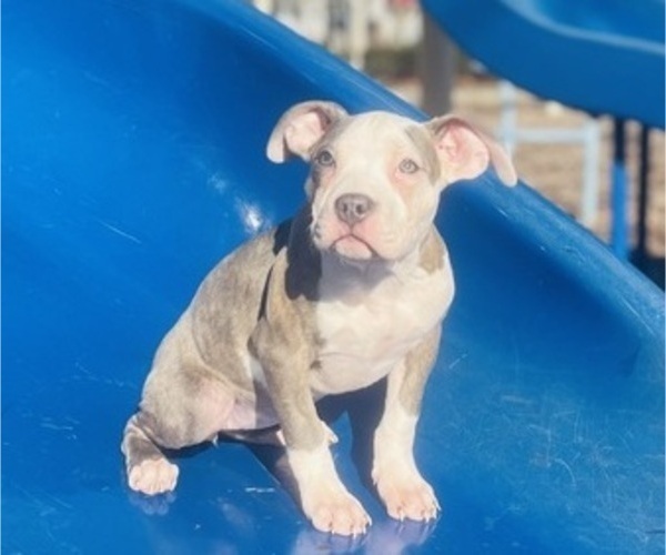 Medium Photo #14 American Pit Bull Terrier Puppy For Sale in TRENTON, NJ, USA