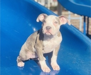 Medium American Pit Bull Terrier