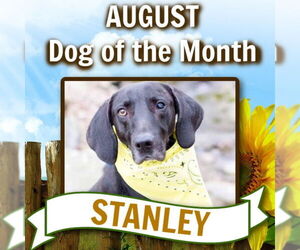 Stanley Martin Steele - Male Plott Hound-Weimaraner Mix Dog for Adoption - Photo #7