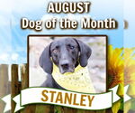 Small #6 Plott Hound-Weimaraner Mix