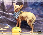 Small Chihuahua