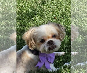 Shih Tzu-Unknown Mix Dogs for adoption in Farmington, MN, USA