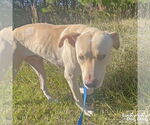 Small #3 Labrador Retriever-Retriever  Mix