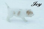 Small Photo #16 Labradoodle-Poodle (Standard) Mix Puppy For Sale in SAINT CLOUD, MN, USA