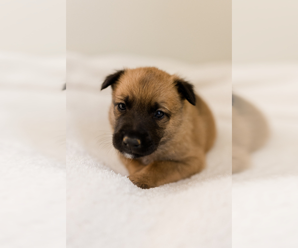 Medium Photo #16 Belgian Malinois Puppy For Sale in LYNCHBURG, VA, USA