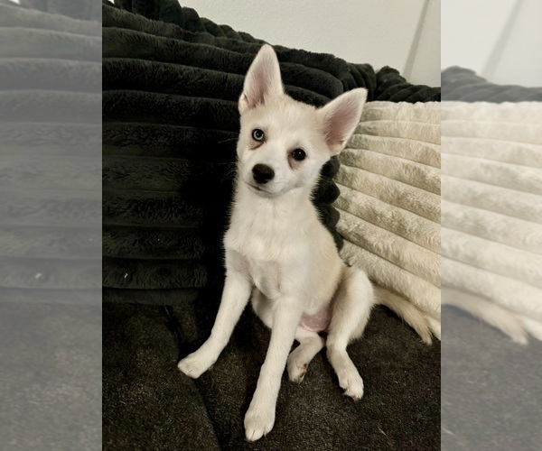 Medium Photo #144 Pomsky Puppy For Sale in LOVELAND, CO, USA