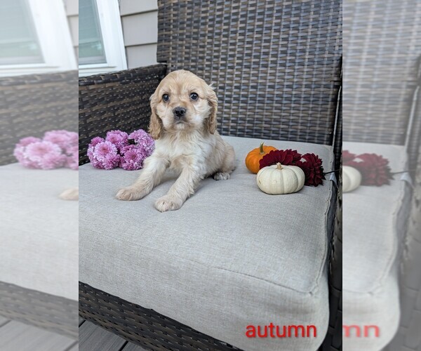 Medium Photo #1 Cocker Spaniel Puppy For Sale in APPLE CREEK, OH, USA