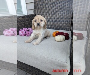 Cocker Spaniel Puppy for sale in APPLE CREEK, OH, USA