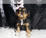 Puppy Summer AKC Cavalier King Charles Spaniel