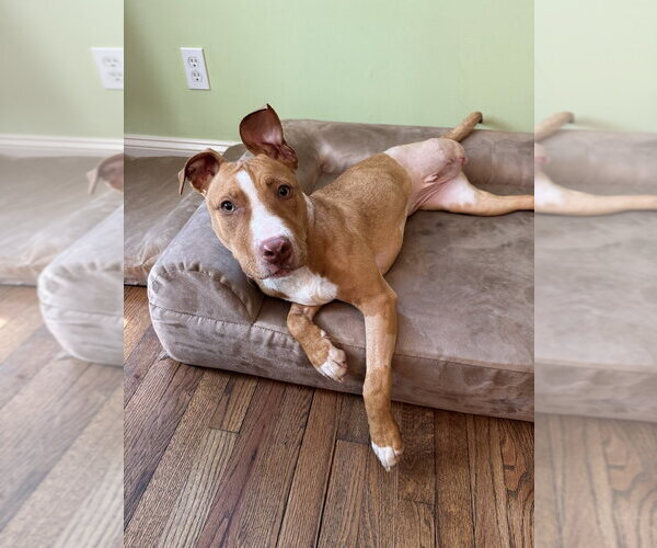 Medium Photo #6 American Pit Bull Terrier-Labrador Retriever Mix Puppy For Sale in Brewster, NY, USA