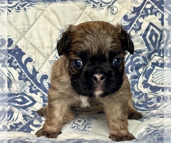 Medium Photo #2 French Bulldog Puppy For Sale in NEWTON, NJ, USA
