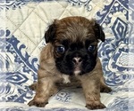 Small #1 French Bulldog