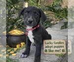 Small #1 Labrador Retriever Mix