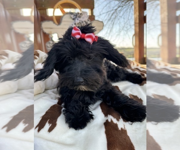 Medium Photo #1 Maltipoo Puppy For Sale in LANCASTER, MO, USA