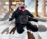 Small Photo #1 Maltipoo Puppy For Sale in LANCASTER, MO, USA